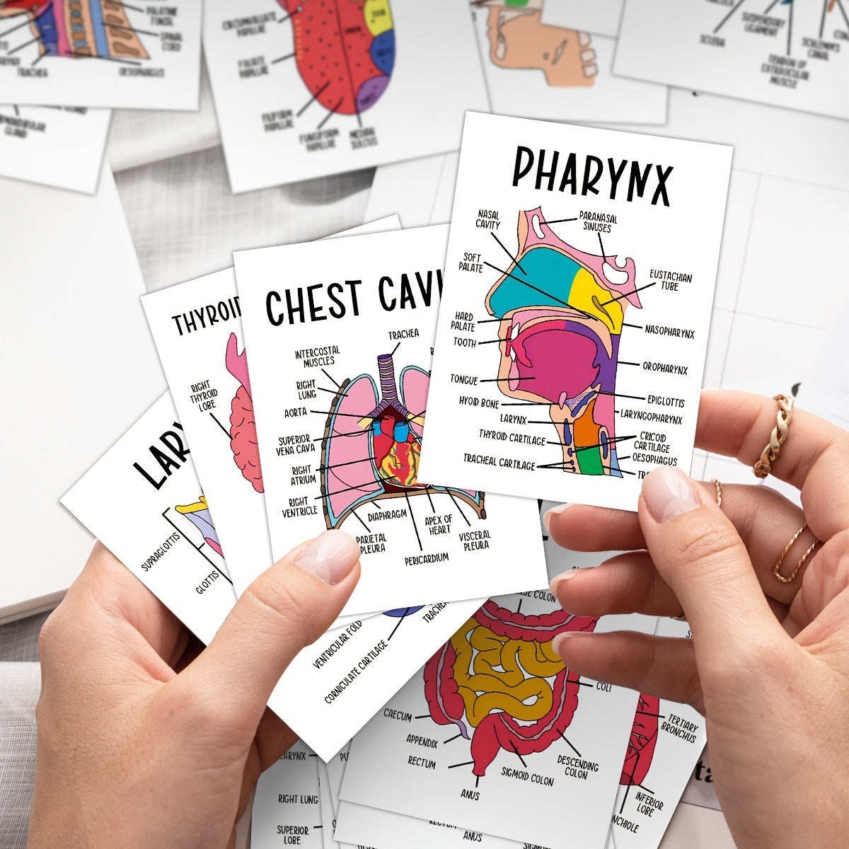 30 Pcs Human Anatomy Flash Cards โ Study Guide for Medical & Nursing Students