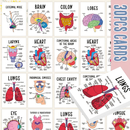 30 Pcs Human Anatomy Flash Cards – Study Guide for Medical & Nursing Students